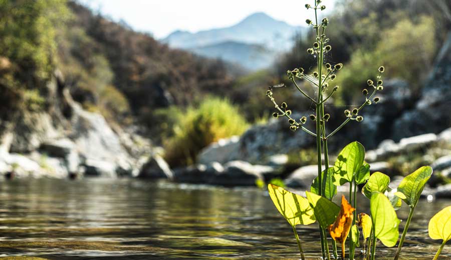 Close up view of a plant in Turkey Creek Hot Springs