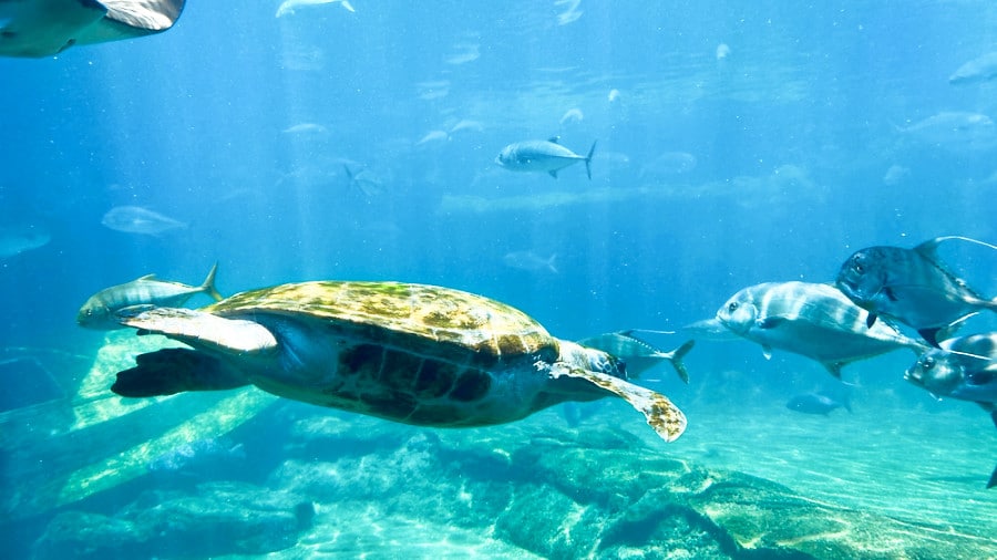 View of the turtle and fish inside the aquarium