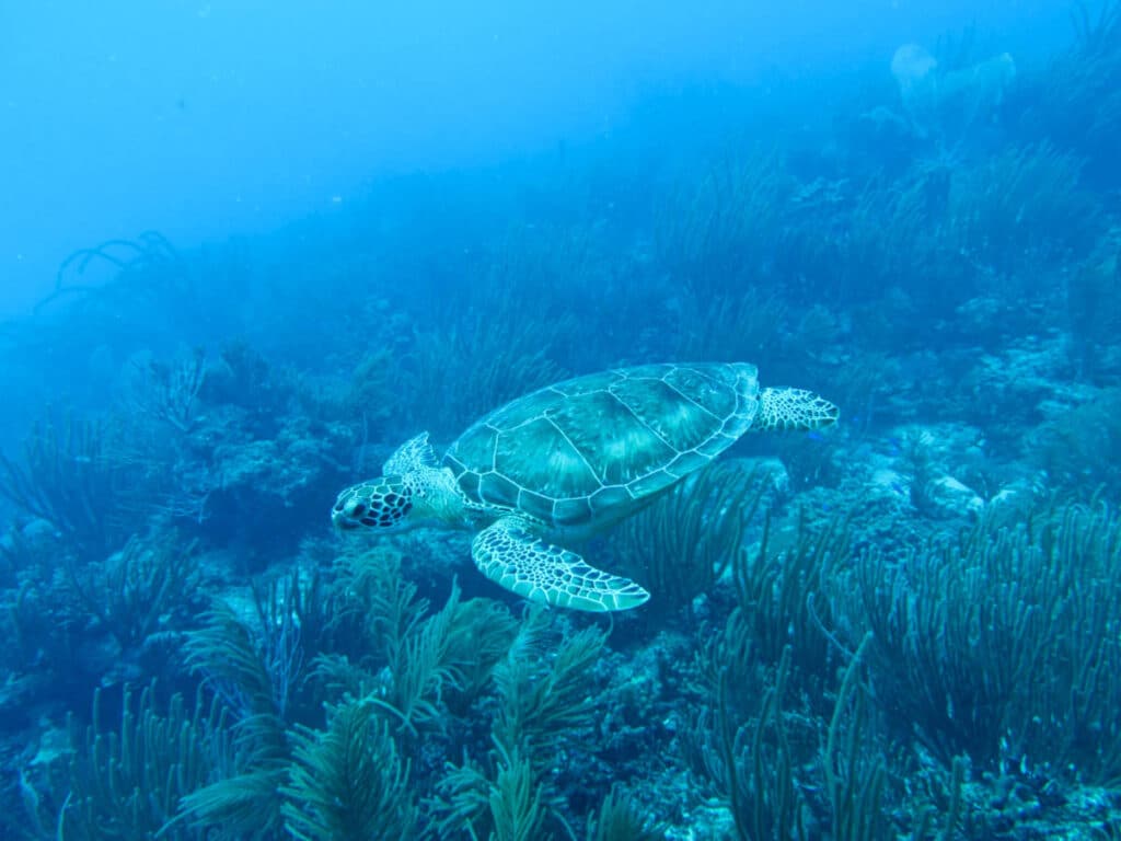 A turtle swimming under the Cayo del Diablo