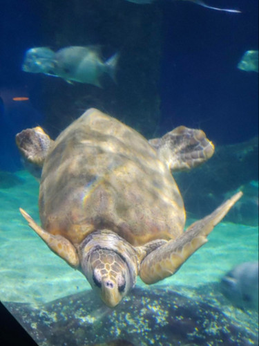 View of the Turtle at Virginia Aquarium