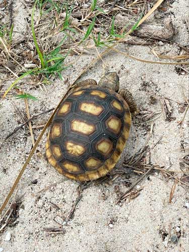 A turtle walking on the sand