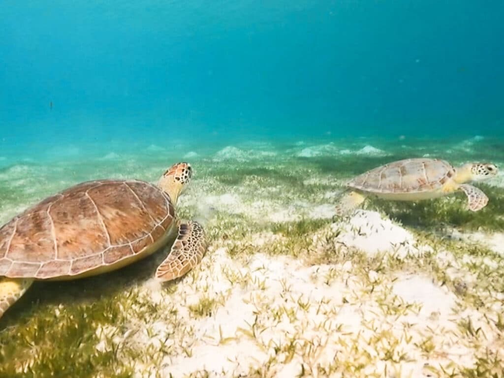 View of the sea turtles swimming under the ocean in Buck Island