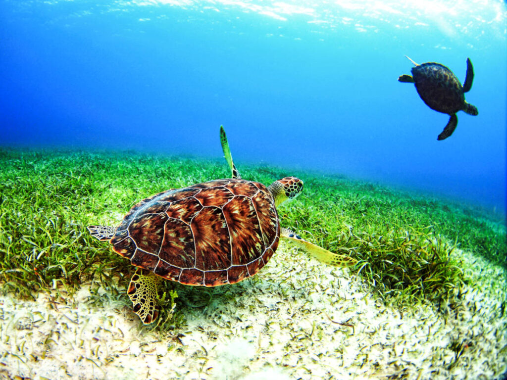 View of the turtles swimming under the water in Culebra