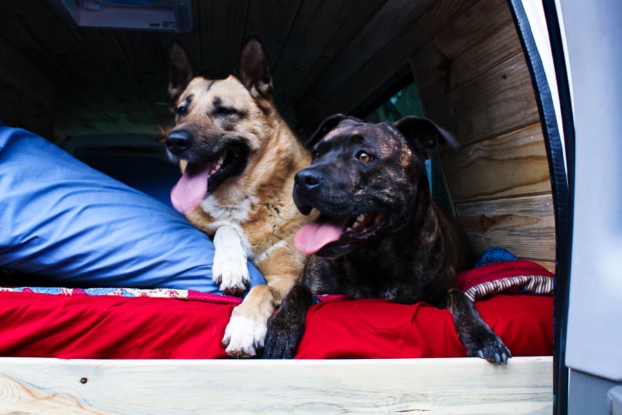 Two dogs lying inside an RV