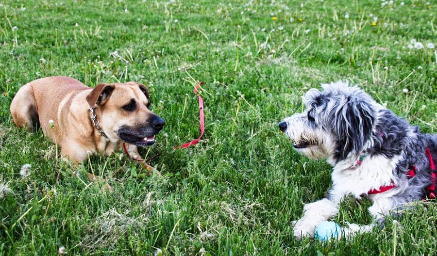View of two dogs lying on the lawn