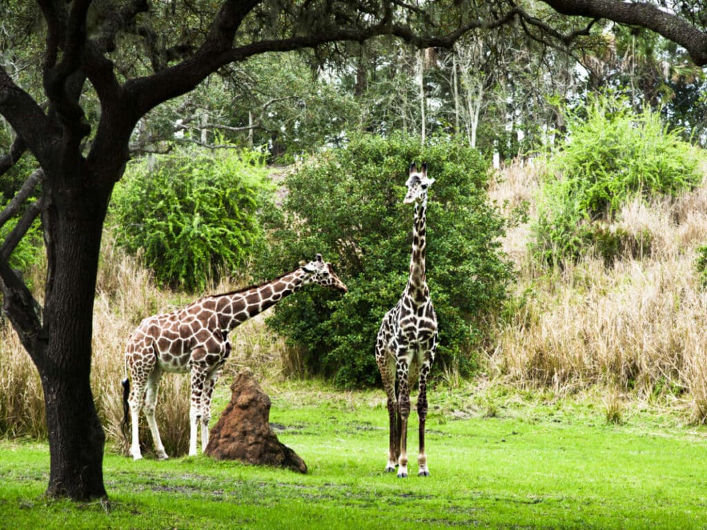 View of the two giraffes wandering around the Animal Kingdom Park