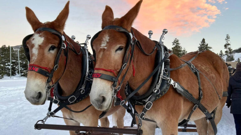 Two horses for a sleigh ride