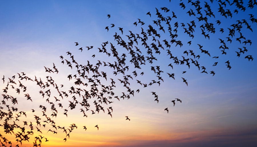 View of flying bats during sunset