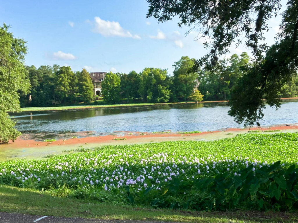 View of the wildflowers around the University Lakes