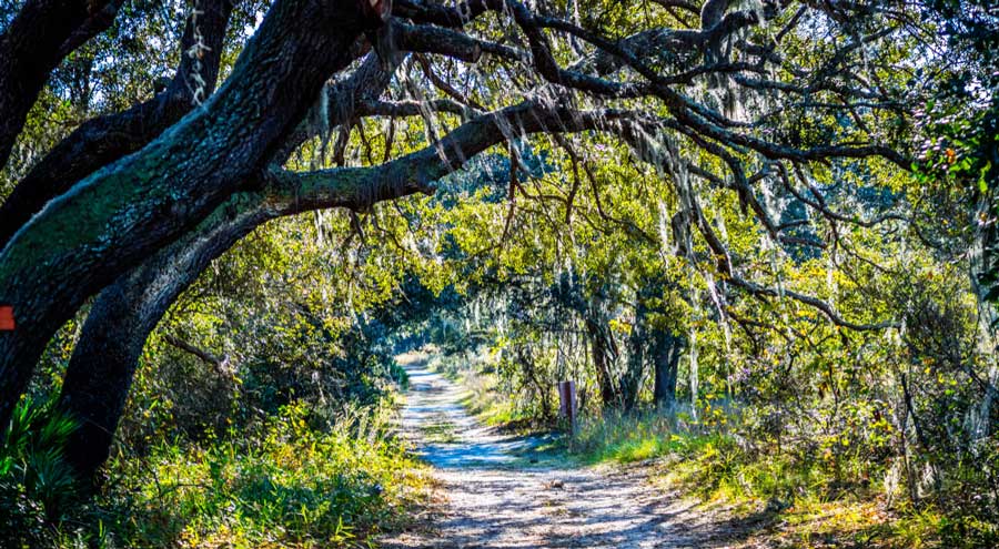 View of forest trail in that meets University of Central Florida Arboretum