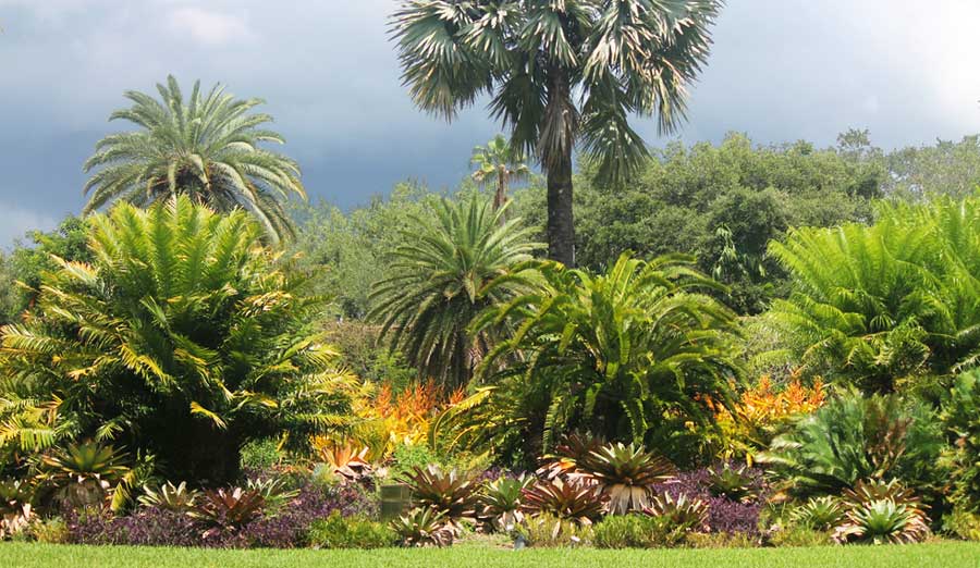 A landscape full of tropical plants and palm trees in Southern Florida on a cloudy afternoon