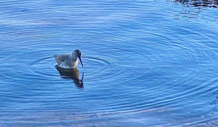 View of a bird at the Upper Newport Bay Nature Preserve