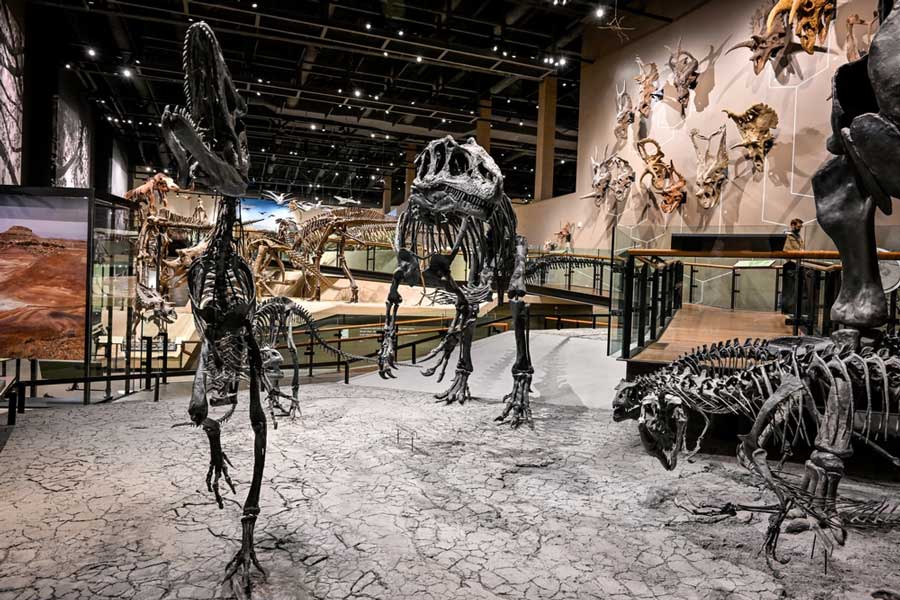 View of dinosaur bones inside the Natural History Museum in Utah