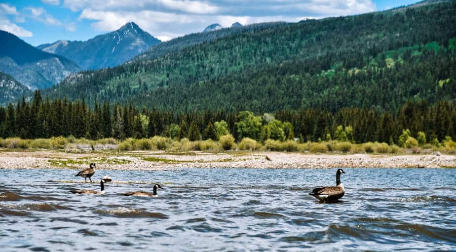 Scenic view of the mountain and ducks on the lake at Vallecito Reservoir