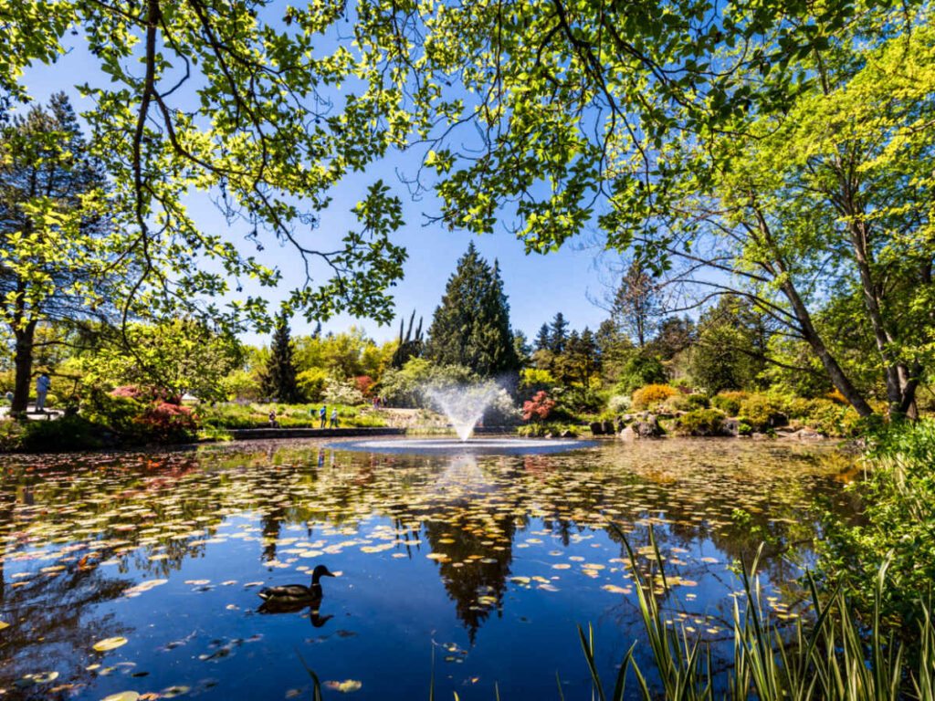 A fountain in the middle of the pond at VanDusen Botanical Garden