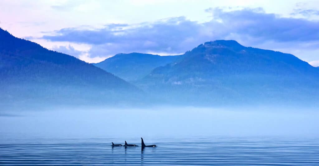 View of three killer whales on Vancouver Island