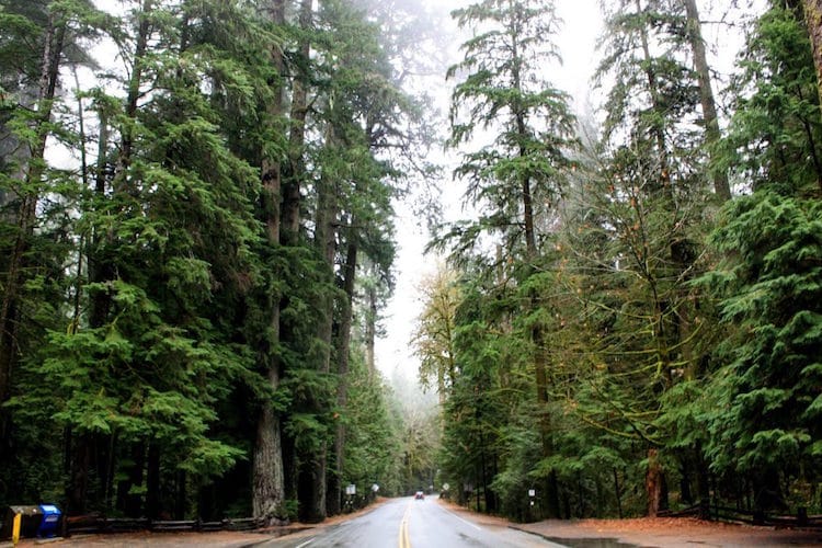 A road runs through Cathedral Grove in Vancouver Island