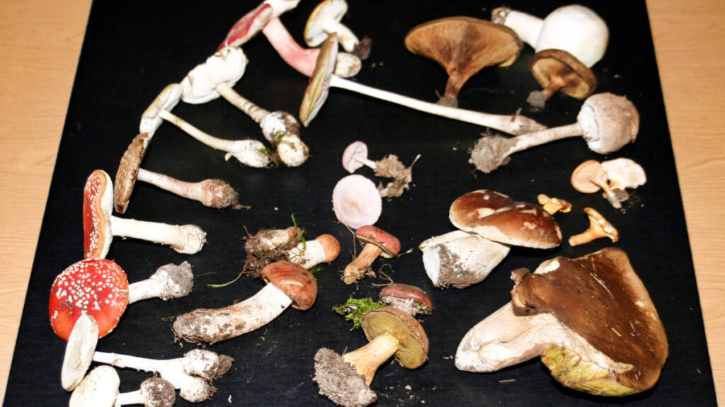 Closeup look at the variety of mushrooms