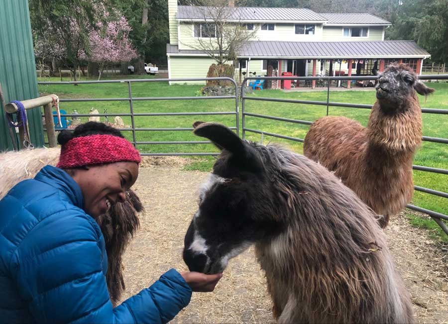 The author feeding the llama in Vashon Llamas