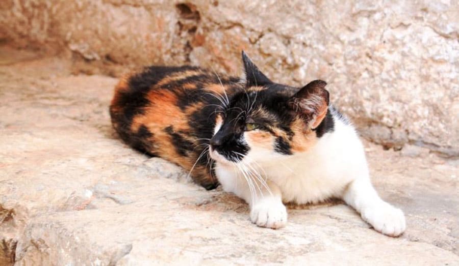 View of a calico cat