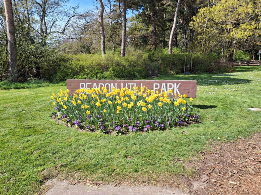 The Beacon Hill signage surrounded by blooming daffodils