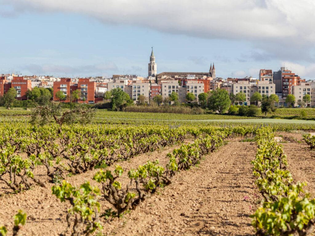 Vineyards in Vilafranca del Penedès