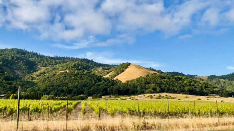 Panoramic view of the vineyard and the lush mountain ranges in the background