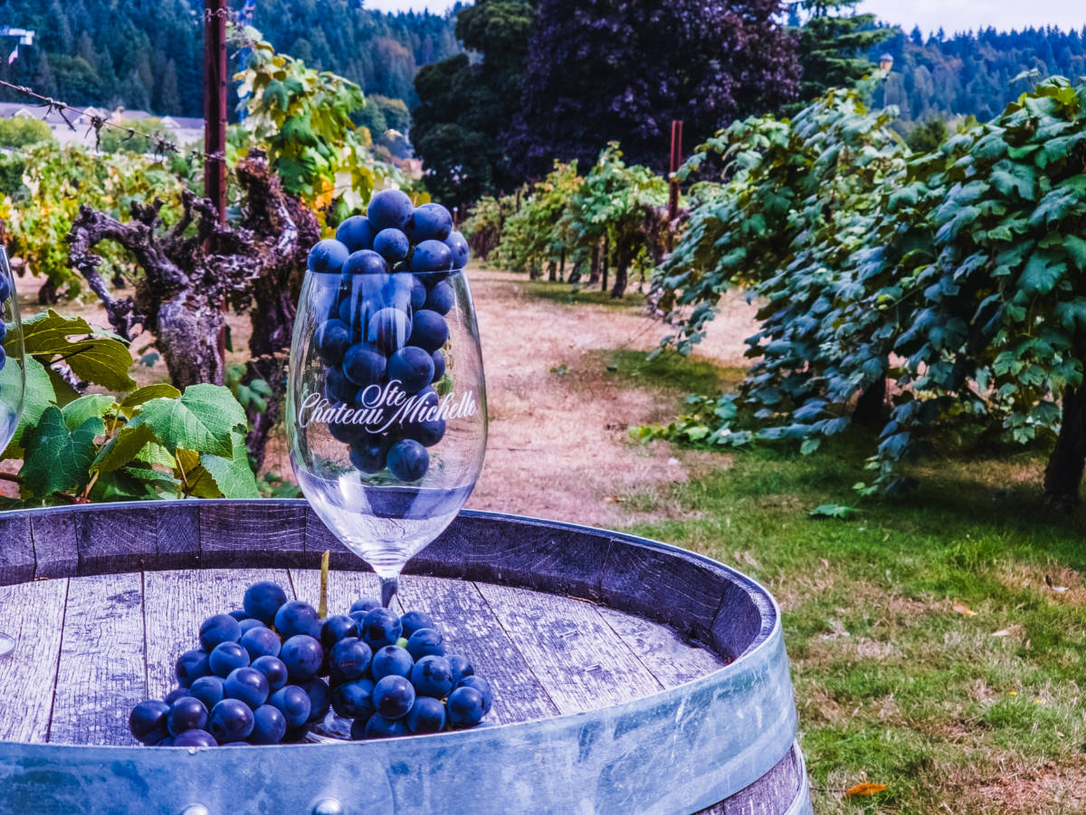 Glass with logo of Chateau St Michelle winery filled up with grapes placed on the barrel at the vineyard