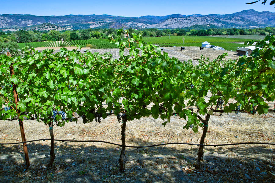 View of the vineyard with a scenic view in the background