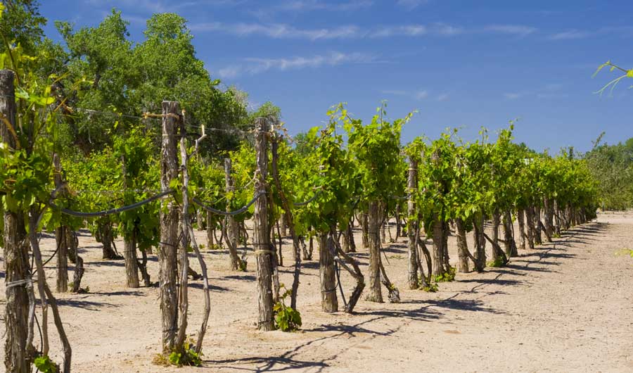 A vineyard under the clear blue sky in Dixon, New Mexico
