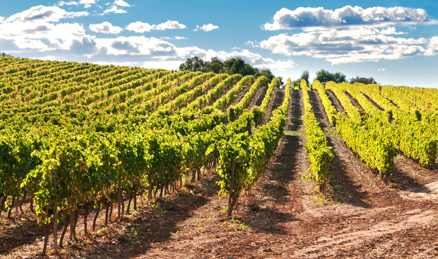 View of a vineyard and a clear blue sky in Europe