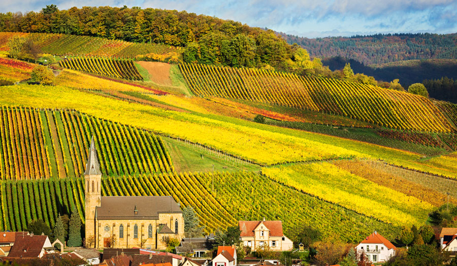 View of a vineyard during autumn season