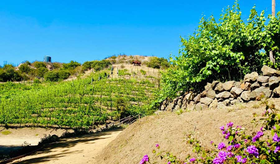 A vineyard under the clear blue sky in Malibu