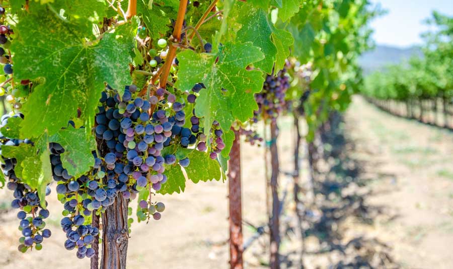 Close up view of grapes on a vineyard in Napa Valley