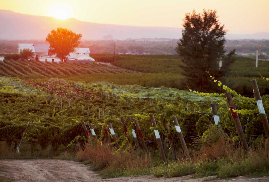 View of a vineyard in Palisade during sunrise