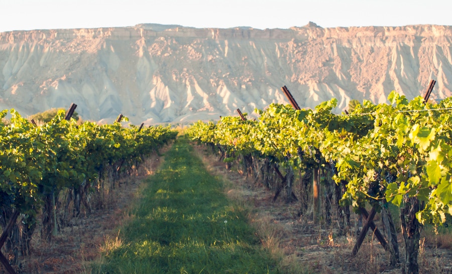View of vineyard in Palisade Wine Country