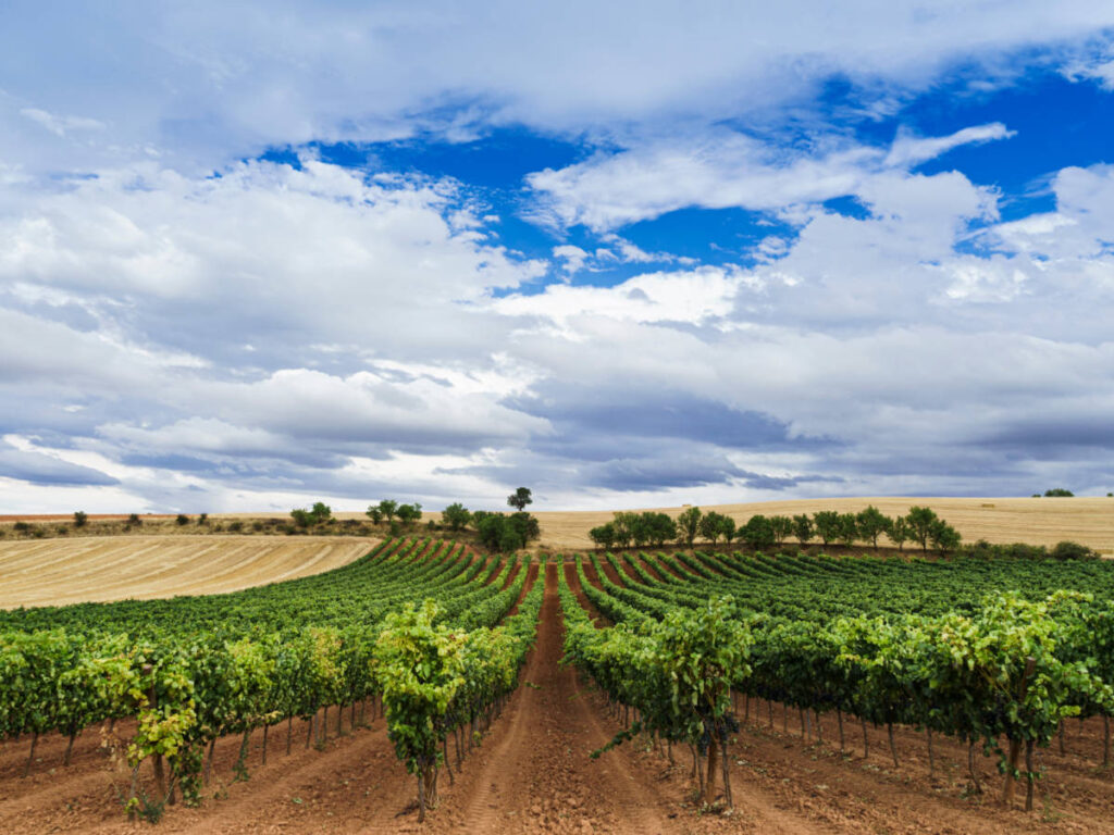 View from a vineyard in Ribera del Duero