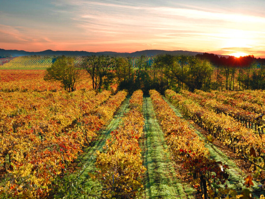 View of the sunset over the vineyard in Sonoma County during fall season