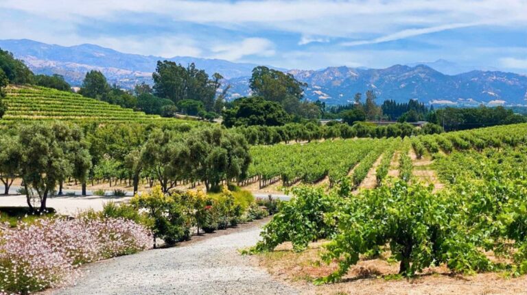 View of the rows of grapes in a vineyard in Sonoma Valley
