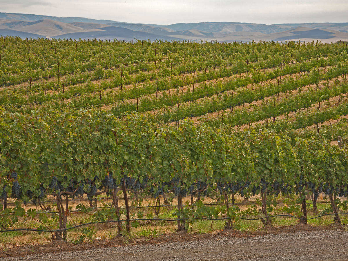 View from a vineyards at the Walla Walla