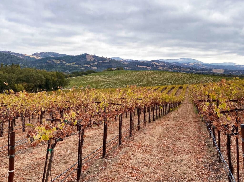 Panoramic view of the vineyards in autumn