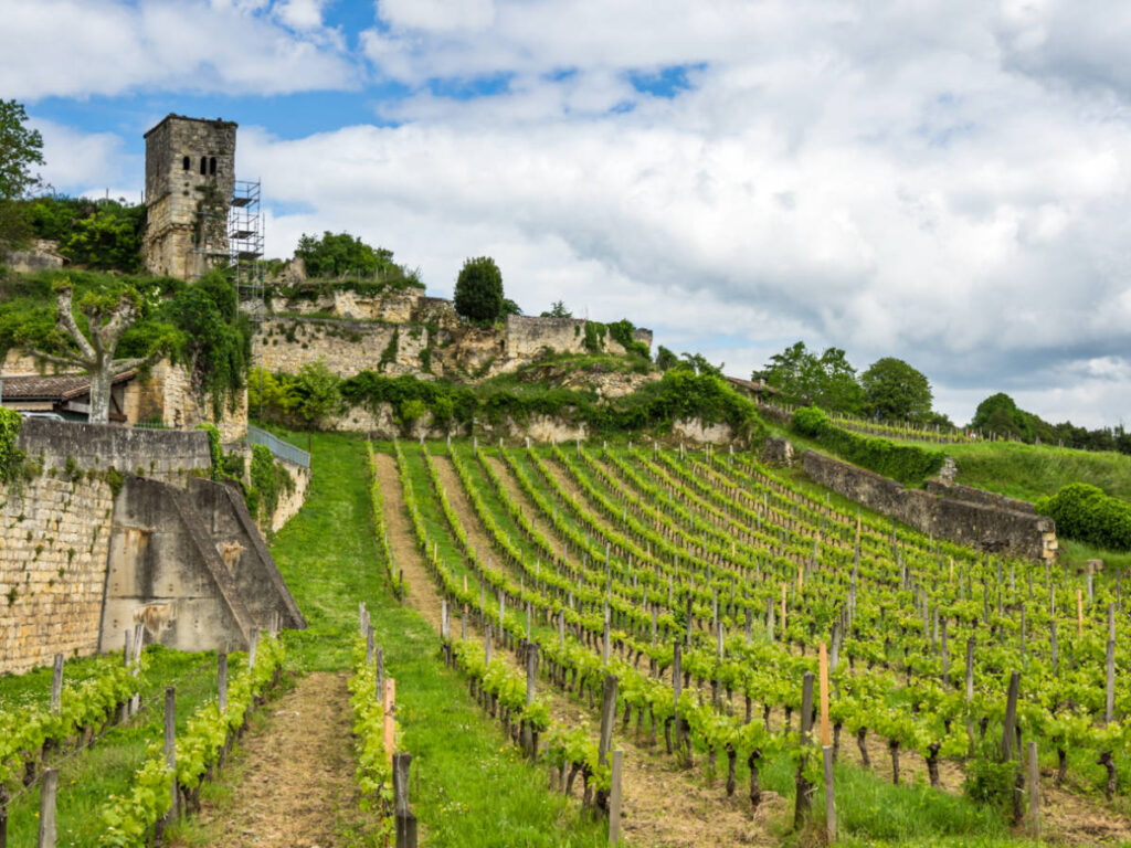 View of the lush vineyards in the Bordeaux