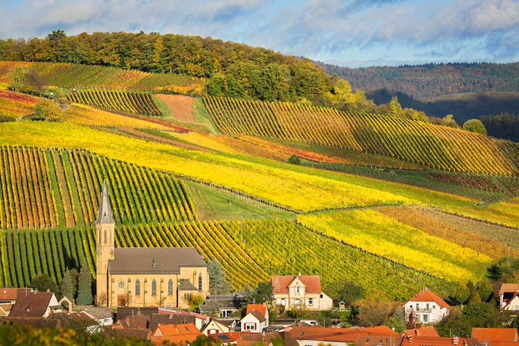 Colorful rows of crops behind a small town during fall season
