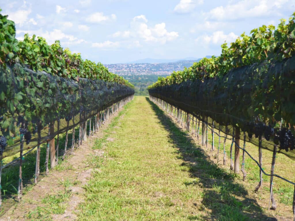 View from a vineyards in San Miguel de Allende during a sunny morning
