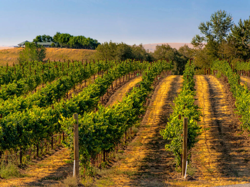 Clear blue sky over a vineyard in Walla Walla