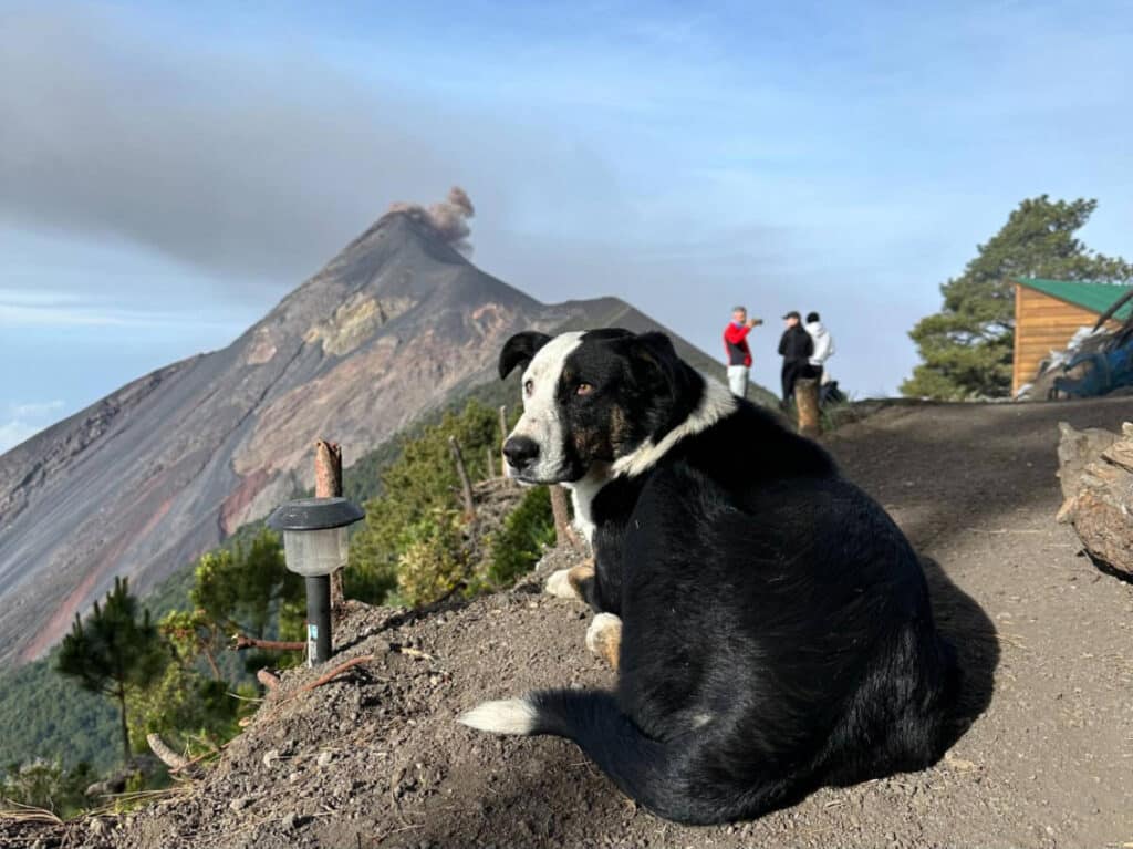 One of the dogs that you can spot along the hike to Acatenango