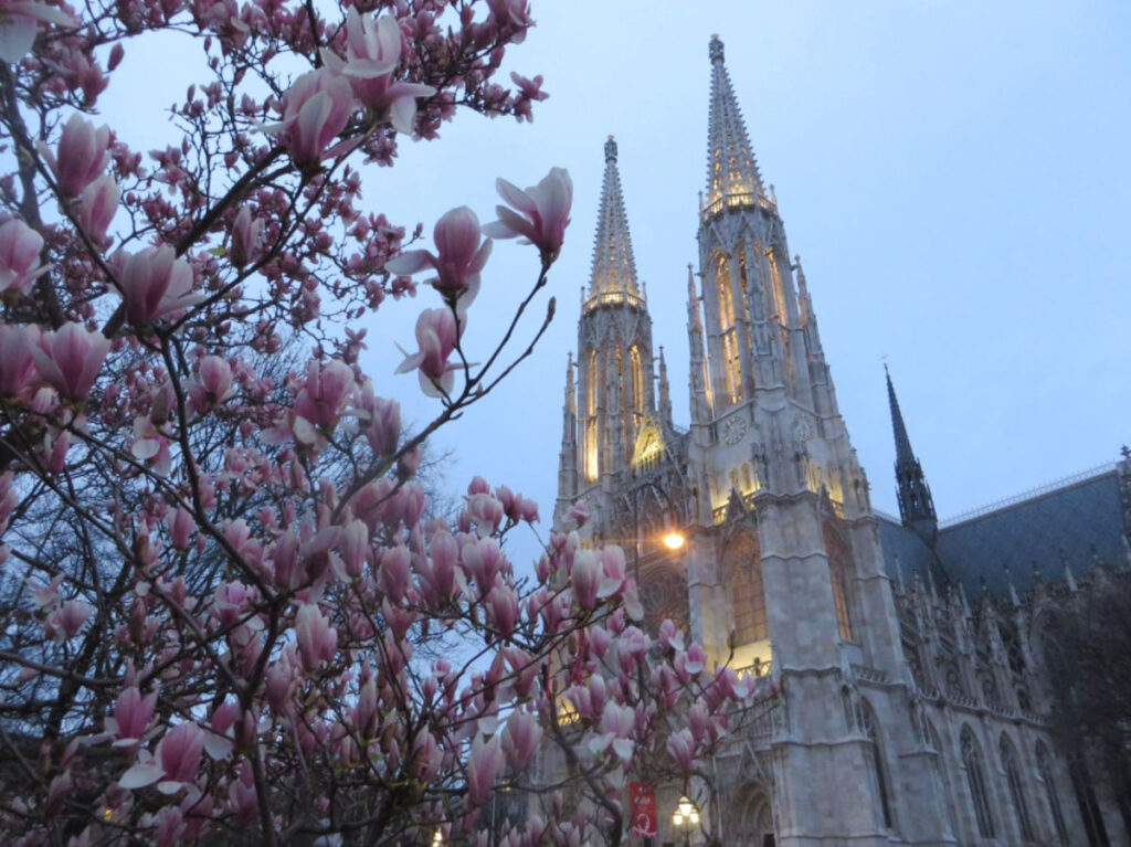 Pink flowers blooming in front of Votivkirche in Spring
