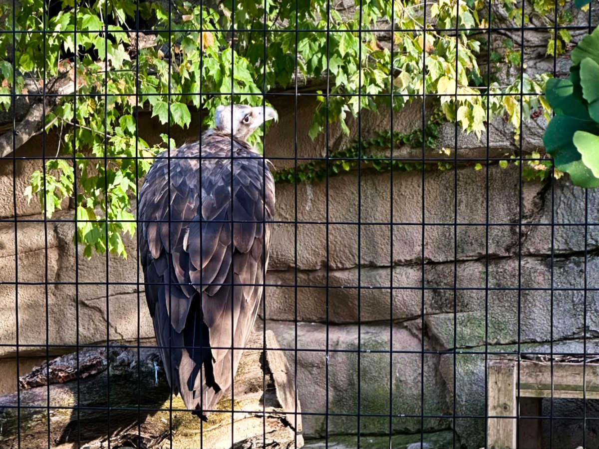 A vulture inside the cage