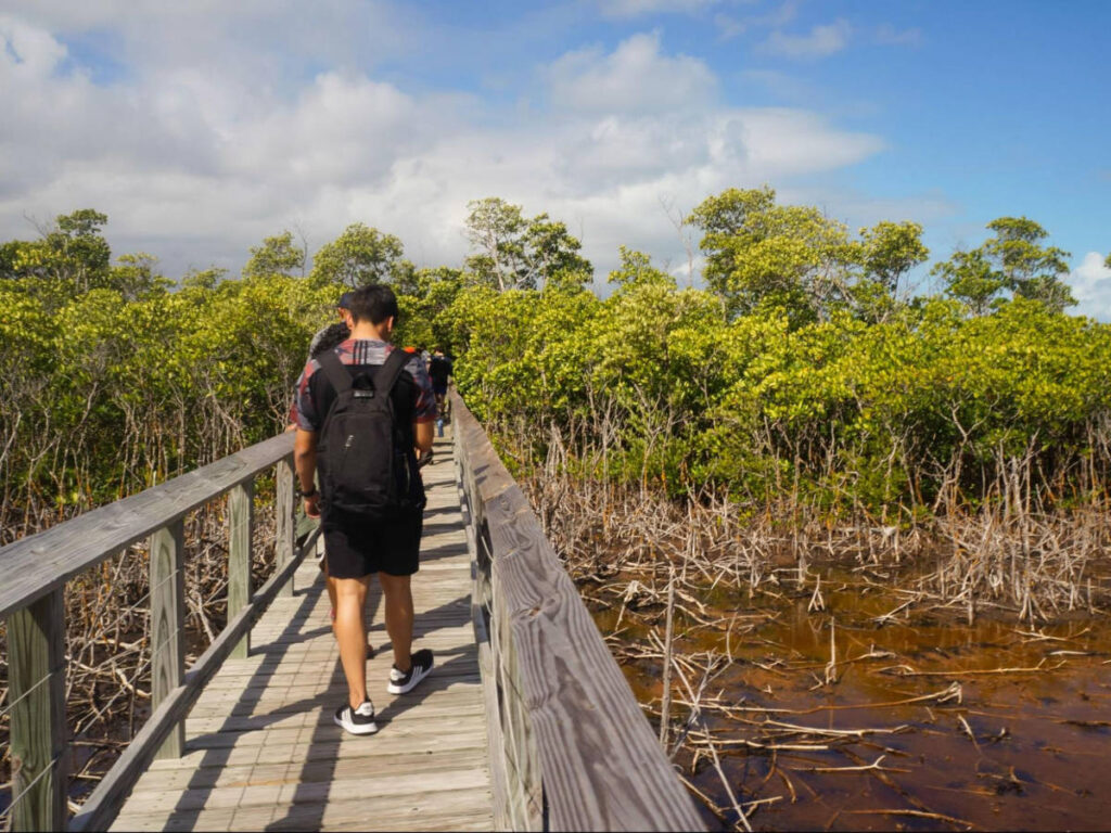 Tourists walking along the bridge with overlooking view of the mangroves
