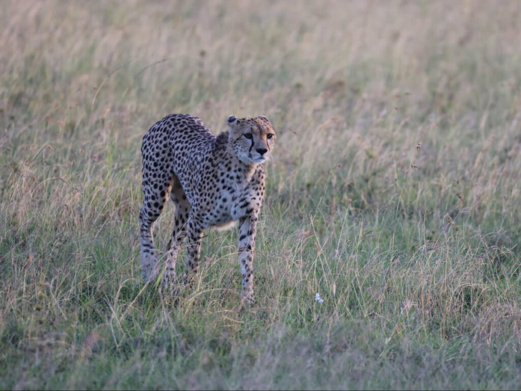 Closeup look of the walking cheetah